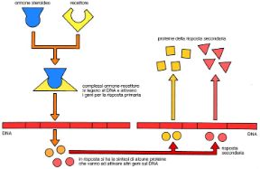 Risposta primaria e secondaria. Biologia. Dopo essersi modificato, il recettore proteico per gli ormoni steroidei entra nel nucleo e si lega col DNA (risposta primaria). Quando i prodotti della risposta primaria si legano a loro volta col DNA, si ha una risposta secondaria. Risposta primaria e secondaria. Biologia. Dopo essersi modificato, il recettore proteico per gli ormoni steroidei entra nel nucleo e si lega col DNA (risposta primaria). Quando i prodotti della risposta primaria si legano a loro volta col DNA, si ha una risposta secondaria.