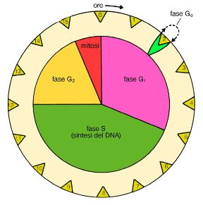 Duplicazione di cellule eucariote. Biologia. La duplicazione di alcune cellule eucariote prevede determinate fasi: nell'interfase (G1, G2 e S) si verifica la duplicazione del DNA; segue quindi la mitosi vera e propria. Tutto il processo può durare dalle 10 alle 20 ore. Duplicazione di cellule eucariote. Biologia. La duplicazione di alcune cellule eucariote prevede determinate fasi: nell'interfase (G1, G2 e S) si verifica la duplicazione del DNA; segue quindi la mitosi vera e propria. Tutto il processo può durare dalle 10 alle 20 ore.