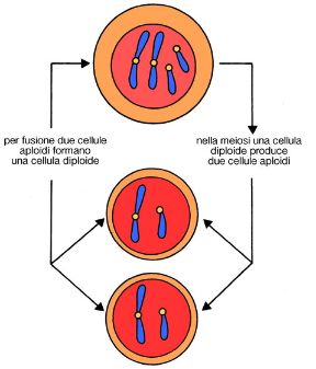 La riproduzione sessuale delle cellule. Biologia. A differenza della riproduzione asessuata, la riproduzione sessuale delle cellule eucariote o meiosi implica il mescolamento dei genomi di due individui della stessa specie. La riproduzione sessuale delle cellule. Biologia. A differenza della riproduzione asessuata, la riproduzione sessuale delle cellule eucariote o meiosi implica il mescolamento dei genomi di due individui della stessa specie.