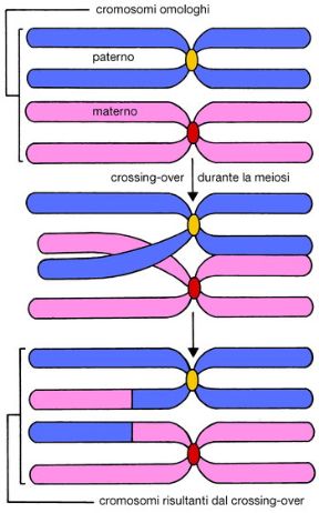 Crossing over durante la mitosi. Biologia. Durante il processo di riproduzione sessuale delle cellule eucariote (mitosi) si verifica il crossing over, ossia lo scambio di materiale genetico fra due cromosomi omologhi per rottura e ricongiungimento di tratti di cromatidi. Crossing over durante la mitosi. Biologia. Durante il processo di riproduzione sessuale delle cellule eucariote (mitosi) si verifica il crossing over, ossia lo scambio di materiale genetico fra due cromosomi omologhi per rottura e ricongiungimento di tratti di cromatidi.
