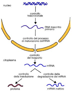 Come avviene il controllo genetico. Biologia. Il controllo genetico è reso possibile dalla conservazione del messaggio presente nel DNA attraverso l'RNA che, a sua volta, sceglie rigorosamente gli aminoacidi previsti dal codice genetico per la formazione di specifiche proteine. Come avviene il controllo genetico. Biologia. Il controllo genetico è reso possibile dalla conservazione del messaggio presente nel DNA attraverso l'RNA che, a sua volta, sceglie rigorosamente gli aminoacidi previsti dal codice genetico per la formazione di specifiche proteine.