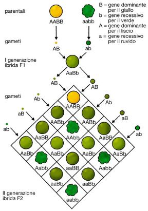 Tavola delle leggi di Mendel. Biologia. Le leggi di Mendel sintetizzano l'insieme di osservazioni, riguardanti il meccanismo della trasmissione naturale dei caratteri specifici (ereditari) da una generazione all'altra. La figura illustra la seconda legge. Tavola delle leggi di Mendel. Biologia. Le leggi di Mendel sintetizzano l'insieme di osservazioni, riguardanti il meccanismo della trasmissione naturale dei caratteri specifici (ereditari) da una generazione all'altra. La figura illustra la seconda legge.