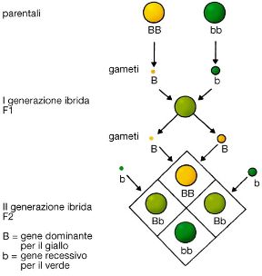 Tavola delle leggi di Mendel. Biologia. Le leggi di Mendel sintetizzano l'insieme di osservazioni, riguardanti il meccanismo della trasmissione naturale dei caratteri specifici (ereditari) da una generazione all'altra. La figura illustra la prima legge. Tavola delle leggi di Mendel. Biologia. Le leggi di Mendel sintetizzano l'insieme di osservazioni, riguardanti il meccanismo della trasmissione naturale dei caratteri specifici (ereditari) da una generazione all'altra. La figura illustra la prima legge.
