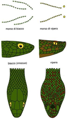 Morsi di serpente. Vipera e biacco. Morsi di serpente. L'unico serpente velenoso presente in Italia è la vipera, riconoscibile da quelli innocui per la testa triangolare e larga. Morsi di serpente. Vipera e biacco. Morsi di serpente. L'unico serpente velenoso presente in Italia è la vipera, riconoscibile da quelli innocui per la testa triangolare e larga.