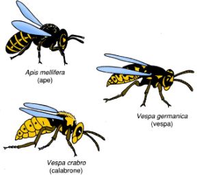Gli insetti che pungono. Punture di insetti. Vi sono insetti che pungono con l’apparato boccale. Gli insetti che pungono. Punture di insetti. Vi sono insetti che pungono con l’apparato boccale.