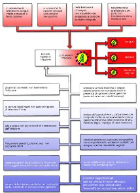 Zone di concentrazione del virus HIV. AIDS. Il virus dell’immunodeficienza acquisita è presente, in concentrazioni tali da dare infezione, nel sangue, nello sperma e nelle secrezioni vaginali; negli altri secreti corporei la concentrazione è insufficiente. Zone di concentrazione del virus HIV. AIDS. Il virus dell’immunodeficienza acquisita è presente, in concentrazioni tali da dare infezione, nel sangue, nello sperma e nelle secrezioni vaginali; negli altri secreti corporei la concentrazione è insufficiente.