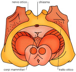 Illustrazione del chiasma ottico. Chiasma ottico. Questa formazione interemisferica, di forma laminare, è situata alla base del cervello, sotto il corpo calloso e davanti al tuber cinereum. Illustrazione del chiasma ottico. Chiasma ottico. Questa formazione interemisferica, di forma laminare, è situata alla base del cervello, sotto il corpo calloso e davanti al tuber cinereum.
