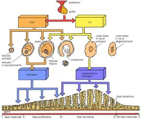 Il ciclo mestruale. Ciclo mestruale. Il ciclo mestruale dura normalmente 28 giorni circa. Il concepimento può avvenire più o meno a metà ciclo, cioè quando i follicoli delle ovaie liberano un ovulo, che inizierà il suo cammino verso l'utero, per impiantarsi se fecondato. Il ciclo mestruale. Ciclo mestruale. Il ciclo mestruale dura normalmente 28 giorni circa. Il concepimento può avvenire più o meno a metà ciclo, cioè quando i follicoli delle ovaie liberano un ovulo, che inizierà il suo cammino verso l'utero, per impiantarsi se fecondato.