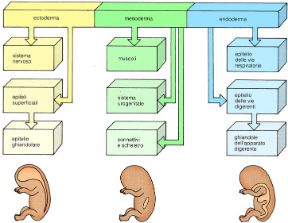 Illustrazione dei foglietti embrionali. Foglietti embrionali. Ectoderma, mesoderma ed endoderma sono i tre foglietti embrionali che si formano nelle prime fasi di sviluppo dell'embrione. Da ognuno origineranno organi e tessuti diversi. Illustrazione dei foglietti embrionali. Foglietti embrionali. Ectoderma, mesoderma ed endoderma sono i tre foglietti embrionali che si formano nelle prime fasi di sviluppo dell'embrione. Da ognuno origineranno organi e tessuti diversi.