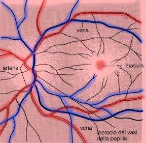 Esame del fondo dell'occhio. Oculistica. L'esame diagnostico del fondo dell'occhio o fundus oculi permette di controllare il colore, i vasi della retina, il disegno delle fibre nervose e la fovea centrale. Esame del fondo dell'occhio. Oculistica. L'esame diagnostico del fondo dell'occhio o fundus oculi permette di controllare il colore, i vasi della retina, il disegno delle fibre nervose e la fovea centrale.
