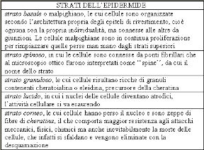 Gli strati cellulari dell'epidermide. Apparato tegumentario. L'epidermide è costituita da più strati cellulari in crescita continua.