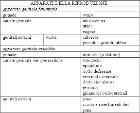 Distinzioni dell'apparato riproduttivo maschile e femminile. Anatomia. Gli apparati riproduttivi sono diversi nel maschio e nella femmina.