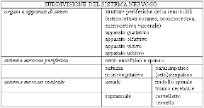 Il sistema nervoso. Anatomia. Il sistema nervoso è composto da organi di correlazione, coordinazione e associazione.