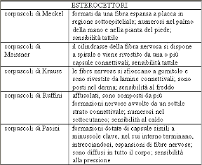 Gli esterocettori. Anatomia. Gli esterocettori sono sensibili agli stimoli provenienti dall'ambiente esterno.