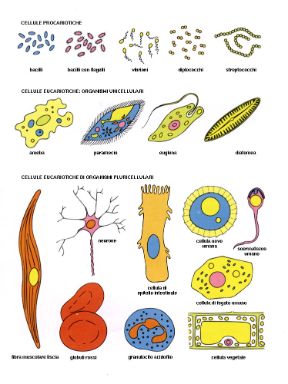 Descrizione della cellula. Biologia. La cellula è l'unità fondamentale della materia vivente. È dotata di capacità riproduttiva e di organizzazione autonoma dal punto di vista sia morfologico sia funzionale. Descrizione della cellula. Biologia. La cellula è l'unità fondamentale della materia vivente. È dotata di capacità riproduttiva e di organizzazione autonoma dal punto di vista sia morfologico sia funzionale.