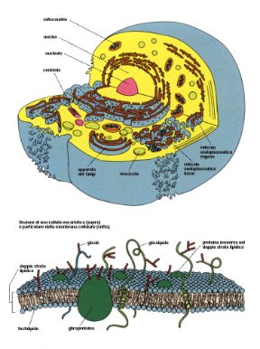 Descrizione della cellula eucariote. Biologia. La cellula eucariote è dotata di nucleo provvisto di membrana e la sua riproduzione avviene per mitosi tipica. Descrizione della cellula eucariote. Biologia. La cellula eucariote è dotata di nucleo provvisto di membrana e la sua riproduzione avviene per mitosi tipica.