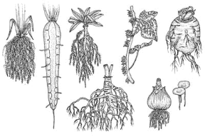 Figura 15.3 I diversi tipi di radice: 1. Fascicolata (graminacee); 2. Radice con fittone (angiosperme); 4. Radice legnosa (piante arboree); 5. Edera con radiciavventizie; 6. Bulbo con radici fascicolate (cipolla); 7. Radicetuberizzata (barbabietola); 8. lenticchia d'acqua Figura 15.3 I diversi tipi di radice: 1. Fascicolata (graminacee); 2. Radice con fittone (angiosperme); 4. Radice legnosa (piante arboree); 5. Edera con radiciavventizie; 6. Bulbo con radici fascicolate (cipolla); 7. Radicetuberizzata (barbabietola); 8. lenticchia d'acqua
