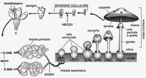Figura 13.1 Ciclo di sviluppo
di un basidiomicete. L’esempio raffigura
un fungo provvisto
alla nascita
di uno strato di ife protettive, il velo universale, che con
la crescita viene
lacerato, lasciando in alcuni casi dei frammenti sul cappello (verruche)
o sul gambo (anello)
o alla base del gambo (volva). Questi
e l’imenio a lamelle
o a tubuli sono
elementi utili
per la classificazione. Figura 13.1 Ciclo di sviluppo
di un basidiomicete. L’esempio raffigura
un fungo provvisto
alla nascita
di uno strato di ife protettive, il velo universale, che con
la crescita viene
lacerato, lasciando in alcuni casi dei frammenti sul cappello (verruche)
o sul gambo (anello)
o alla base del gambo (volva). Questi
e l’imenio a lamelle
o a tubuli sono
elementi utili
per la classificazione.