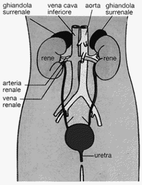 Figura 20.2 L'apparato escretore dell'uomo.