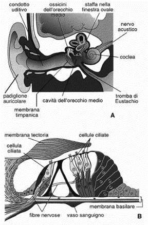 Figura 21.3 Sezione dell’orecchio (A) e dell’orecchio interno (B). Si distinguono
le cellule ciliate, la cui vibrazione determina
la formazione
di un potenziale
di ricezione e quindi dell’impulso nervoso. Figura 21.3 Sezione dell’orecchio (A) e dell’orecchio interno (B). Si distinguono
le cellule ciliate, la cui vibrazione determina
la formazione
di un potenziale
di ricezione e quindi dell’impulso nervoso.
