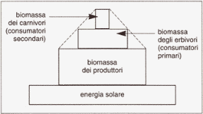 Figura 26.1 Piramide alimentare (o dell'energia). Figura 26.1 Piramide alimentare (o dell'energia).