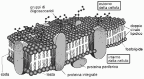 Figura 3.2 Il modello a mosaico fluido della membrana plasmatica. Figura 3.2 Il modello a mosaico fluido della membrana plasmatica.