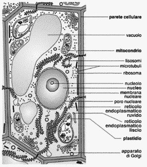 Figura 3.3 La cellula vegetale. Figura 3.3 La cellula vegetale.