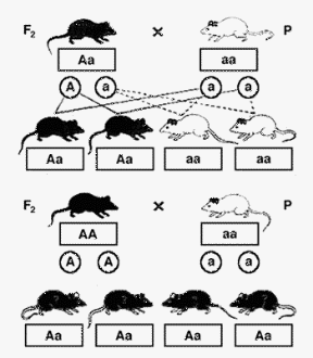 Figura 7.3 Se il genitore con fenotipo dominante è eterozigote, i discendenti avranno per metà il fenotipo dominante e per metà quello recessivo (a); se è omozigote, avranno tutti il fenotipo dominante (b). Figura 7.3 Se il genitore con fenotipo dominante è eterozigote, i discendenti avranno per metà il fenotipo dominante e per metà quello recessivo (a); se è omozigote, avranno tutti il fenotipo dominante (b).