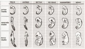 Figura 9.2 Stadi embrionali
di vertebrati. È evidente l’affinità morfologica
nel primo stadio, mentre nel secondo e nel terzo
si manifestano
e differenziano i caratteri tipici di ciascuna specie. Figura 9.2 Stadi embrionali
di vertebrati. È evidente l’affinità morfologica
nel primo stadio, mentre nel secondo e nel terzo
si manifestano
e differenziano i caratteri tipici di ciascuna specie.