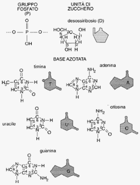 Figura 5.1 Le basi azotate del DNA. La stessa rappresentazione schematica è stata usata nelle figg. 5.2 e 5.3