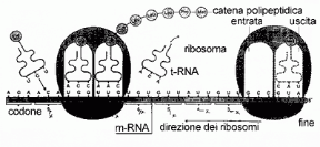 Figura 5.6 Il processo di traduzione. Figura 5.6 Il processo di traduzione.