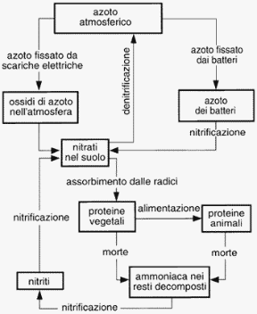 Figura 26.4 Ciclo dell'azoto. Figura 26.4 Ciclo dell'azoto.
