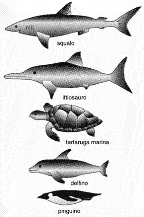 Figura 9.1 La selezione naturale
ha favorito in organismi diversi, presenti
in uno stesso ambiente, adattamenti simili (convergenza evolutiva). Figura 9.1 La selezione naturale
ha favorito in organismi diversi, presenti
in uno stesso ambiente, adattamenti simili (convergenza evolutiva).