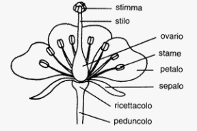 Figura 15.6 Il fiore delle angiosperme. Figura 15.6 Il fiore delle angiosperme.