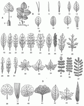 Figura 15.5 Parti della foglia (A) e tipi di foglia in base alla forma della lamina (B), alla forma del margine della lamina (C) e al picciolo (D). 1. lamina;
2. picciolo; 3. guaina;
4. foglia composta
di rosa; 5. fusto;
6-7. stipole; 8. rachide; 9. fogliolina;
10. aghiforme;
11. lesiniforme;
12. lineare;
13. lanceolata; 14. ovale; 15. obovata; 16. ellittica; 17. rotonda;
18. spatolata; 19. foglia intera a margine liscio; 20. a margine ondulato; 21. ondulato-dentata;
22. dentata;
23. doppiamente dentata; 24. dentato-spinosa;
25. seghettata;
26. bipennatosetta;
27. lobata; 28. fessa;
29. settata; 30. crenata; 31. roncinata;
32. palmatopartita;
33. palmatolobata;
34. palmata;
35. imparipennata;
36. paripennata;
37. bipennata;
38. picciolata;
39. sessile; 40. peltata; 41. a nervazione dicotoma; 42. retinervia; 43. palminervia;
44. parallelinervia. Figura 15.5 Parti della foglia (A) e tipi di foglia in base alla forma della lamina (B), alla forma del margine della lamina (C) e al picciolo (D). 1. lamina;
2. picciolo; 3. guaina;
4. foglia composta
di rosa; 5. fusto;
6-7. stipole; 8. rachide; 9. fogliolina;
10. aghiforme;
11. lesiniforme;
12. lineare;
13. lanceolata; 14. ovale; 15. obovata; 16. ellittica; 17. rotonda;
18. spatolata; 19. foglia intera a margine liscio; 20. a margine ondulato; 21. ondulato-dentata;
22. dentata;
23. doppiamente dentata; 24. dentato-spinosa;
25. seghettata;
26. bipennatosetta;
27. lobata; 28. fessa;
29. settata; 30. crenata; 31. roncinata;
32. palmatopartita;
33. palmatolobata;
34. palmata;
35. imparipennata;
36. paripennata;
37. bipennata;
38. picciolata;
39. sessile; 40. peltata; 41. a nervazione dicotoma; 42. retinervia; 43. palminervia;
44. parallelinervia.