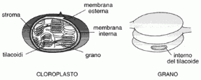 Figura 4.1 Struttura dell'interno di un cloroplasto (a sinistra) e di un grano (a destra). Figura 4.1 Struttura dell'interno di un cloroplasto (a sinistra) e di un grano (a destra).