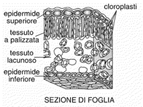 Figura 16.1 Sezione di foglia. Figura 16.1 Sezione di foglia.