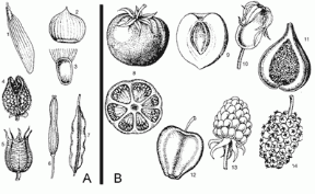 Figura 16.5 A. Frutti secchi indeiscenti: 1. samara; 2. noce;
3. achenio. Frutti secchi deiscenti: 4. capsula;
5. follicolo; 6. siliqua;
7. legume. B. Frutti carnosi: 8. bacca intera
e in sezione; 9. drupa.
Falsi frutti: 10. cinorrodo;
11. siconio; 12. pomo. Infruttescenze:
13. mora; 14. sorosio.