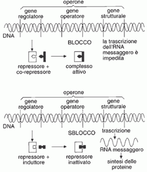 Figura 8.1 Il modello dell’operone.
Sopra: nella repressione
il regolatore produce
un repressore
che, combinandosi con
un effettore negativo, blocca
l’operatore e il funzionamento
del gene strutturale.
Sotto: nell’induzione
il regolatore produce
un repressore che si inattiva combinandosi con un effettore positivo. L’operatore e il gene strutturale possono funzionare. Figura 8.1 Il modello dell’operone.
Sopra: nella repressione
il regolatore produce
un repressore
che, combinandosi con
un effettore negativo, blocca
l’operatore e il funzionamento
del gene strutturale.
Sotto: nell’induzione
il regolatore produce
un repressore che si inattiva combinandosi con un effettore positivo. L’operatore e il gene strutturale possono funzionare.