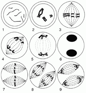 Figura 6.3 La meiosi. 1. Profase I iniziale: i cromosomi cominciano a essere visibili. 2. Profase I: i cromosomi si sono condensati; gli omologhi
si appaiano formando strutture chiamate tetradi
e si intrecciano nei chiasmi. 3. Metafase I:
la membrana nucleare è scomparsa e si è formato
il fuso; le coppie di cromosomi raggiungono il piano equatoriale della cellula. 4. Anafase I: i cromosomi omologhi, costituiti ciascuno da un paio di cromatidi, vengono “tirati” dalle fibre del fuso verso i poli opposti; i centromeri che tengono uniti i cromatidi fratelli non si dividono e ogni cromosoma resta formato da due cromatidi. 5. Telofase I: i cromosomi omologhi sono completamente separati e il fuso sta scomparendo. La membrana nucleare si riforma
e compare il nucleolo; la citodieresi divide la cellula in due. 6. Profase II: il materiale dei cromosomi,
che diviene diffuso quando è completata la prima divisione meiotica, inizia di nuovo a condensarsi.
La membrana nucleare si dissolve e il nucleolo scompare. 7. Metafase II: si sono formati due fusi
e i cromosomi si stanno disponendo sul piano equatoriale. 8. Anafase II: i centromeri si sono divisi e i cromatidi si stanno muovendo verso i poli opposti della cellula; da questo momento i cromatidi
sono “cromosomi figli”. 9. Telofase II: i cromosomi figli sono giunti ai poli. Con la citodieresi si riforma
la membrana nucleare, i cromosomi figli
si despiralizzano, si rifoma il nucleolo e scompare
il fuso mitotico. Figura 6.3 La meiosi. 1. Profase I iniziale: i cromosomi cominciano a essere visibili. 2. Profase I: i cromosomi si sono condensati; gli omologhi
si appaiano formando strutture chiamate tetradi
e si intrecciano nei chiasmi. 3. Metafase I:
la membrana nucleare è scomparsa e si è formato
il fuso; le coppie di cromosomi raggiungono il piano equatoriale della cellula. 4. Anafase I: i cromosomi omologhi, costituiti ciascuno da un paio di cromatidi, vengono “tirati” dalle fibre del fuso verso i poli opposti; i centromeri che tengono uniti i cromatidi fratelli non si dividono e ogni cromosoma resta formato da due cromatidi. 5. Telofase I: i cromosomi omologhi sono completamente separati e il fuso sta scomparendo. La membrana nucleare si riforma
e compare il nucleolo; la citodieresi divide la cellula in due. 6. Profase II: il materiale dei cromosomi,
che diviene diffuso quando è completata la prima divisione meiotica, inizia di nuovo a condensarsi.
La membrana nucleare si dissolve e il nucleolo scompare. 7. Metafase II: si sono formati due fusi
e i cromosomi si stanno disponendo sul piano equatoriale. 8. Anafase II: i centromeri si sono divisi e i cromatidi si stanno muovendo verso i poli opposti della cellula; da questo momento i cromatidi
sono “cromosomi figli”. 9. Telofase II: i cromosomi figli sono giunti ai poli. Con la citodieresi si riforma
la membrana nucleare, i cromosomi figli
si despiralizzano, si rifoma il nucleolo e scompare
il fuso mitotico.