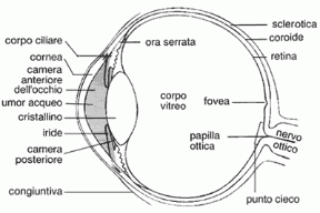 Figura 21.2 Sezione sagittale dell'occhio. Figura 21.2 Sezione sagittale dell'occhio.