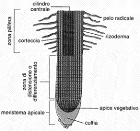 Figura 15.1 Struttura della radice. Figura 15.1 Struttura della radice.