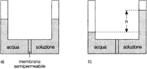 Figura 11.1 IL FENOMENO DELL'OSMOSI a) situazione iniziale; b) situazione finale. Figura 11.1 IL FENOMENO DELL'OSMOSI a) situazione iniziale; b) situazione finale.
