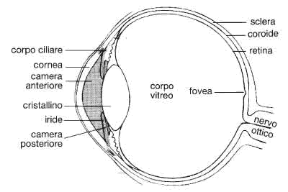 Figura 23.9 Sezione dell'occhio umano con tutte le sue parti. Figura 23.9 Sezione dell'occhio umano con tutte le sue parti.