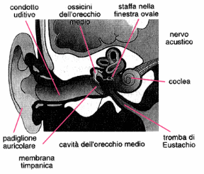 Figura 21.1 Struttura dell'orecchio umano e principali componenti. Il suono, convogliato dal condotto uditivo, passa all'orecchio medio e successivamente alla coclea nell'orecchio interno, che lo trasmette al cervello. L'orecchio è in collegamento con la cavità nasale attraverso le trombe di Eustachio. Figura 21.1 Struttura dell'orecchio umano e principali componenti. Il suono, convogliato dal condotto uditivo, passa all'orecchio medio e successivamente alla coclea nell'orecchio interno, che lo trasmette al cervello. L'orecchio è in collegamento con la cavità nasale attraverso le trombe di Eustachio.