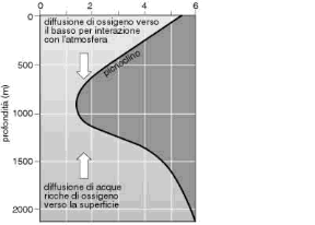 Figura 19.1a Concentrazione dell'ossigeno (a) e andamento della temperatura (b) in funzione della profondità. Figura 19.1a Concentrazione dell'ossigeno (a) e andamento della temperatura (b) in funzione della profondità.
