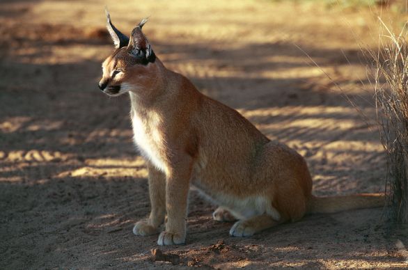 Caracal Esemplare di Caracal (Caracal caracal). Fotografato nel parco nazionale Etosha situato nel nord della Namibia.
De Agostini Picture Library