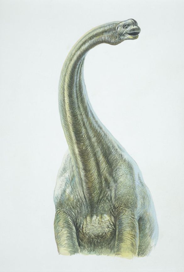 Brontosaurus, dinosauro vissuto durante il Giurassico superiore nell'America settentrionale e nell'Europa Il brontosauro, che con i suoi 20 m di lunghezza può considerarsi uno dei più grandi animali terrestri mai esistiti, era un rettile adattatosi alla vita in ambiente palustre o lacustre. Aveva coda e collo assai lunghi e, come tutti i dinosauri erbivori di questo gruppo, testa molto ridotta fornita di denti spatolari adatti a una dieta composta essenzialmente di piante acquatiche. Le enormi dimensioni fanno ritenere che questo animale vivesse immerso nell'acqua dove, grazie alla spinta idrostatica, aveva quella mobilità negatagli sulla terraferma. Brontosaurus, dinosauro vissuto durante il Giurassico superiore nell'America settentrionale e nell'Europa Il brontosauro, che con i suoi 20 m di lunghezza può considerarsi uno dei più grandi animali terrestri mai esistiti, era un rettile adattatosi alla vita in ambiente palustre o lacustre. Aveva coda e collo assai lunghi e, come tutti i dinosauri erbivori di questo gruppo, testa molto ridotta fornita di denti spatolari adatti a una dieta composta essenzialmente di piante acquatiche. Le enormi dimensioni fanno ritenere che questo animale vivesse immerso nell'acqua dove, grazie alla spinta idrostatica, aveva quella mobilità negatagli sulla terraferma.