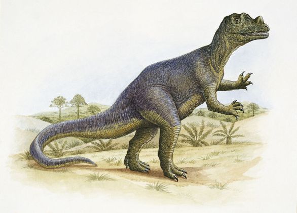 Ceratosaurus, dinosauro vissuto durante il Giurassico nell'America settentrionale e in Africa Alto 2 metri e pesante circa 9 quintali, Ceratosaurus era caratterizzato da alcune piccole corna che gli emergevano sul cranio. I denti erano acuminati e insolitamente grossi. Lungo il dorso e la coda c’era una sorta di cresta, costituita da piccoli noduli ossei. Ceratosaurus era bipede e aveva zampe anteriori con mani a 4 dita. I primi resti di questo animale furono trovati alla fine dell’Ottocento, ma non ne esistono scheletri completi. Ceratosaurus, dinosauro vissuto durante il Giurassico nell'America settentrionale e in Africa Alto 2 metri e pesante circa 9 quintali, Ceratosaurus era caratterizzato da alcune piccole corna che gli emergevano sul cranio. I denti erano acuminati e insolitamente grossi. Lungo il dorso e la coda c’era una sorta di cresta, costituita da piccoli noduli ossei. Ceratosaurus era bipede e aveva zampe anteriori con mani a 4 dita. I primi resti di questo animale furono trovati alla fine dell’Ottocento, ma non ne esistono scheletri completi.