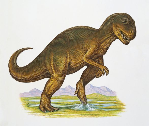 Allosaurus, dinosauro vissuto durante il Giurassico nell'America Settentrionale, in Europa, Africa, Australia e Asia L’enorme quantità di resti e la loro ottima conservazione hanno permesso ai paleontologi di ricostruire in modo dettagliato l’anatomia degli Allosauridi, bipedi potenti ma agili. Il cranio era abbastanza grande e il collo lungo e massiccio. I denti, ricurvi all’indietro e dotati di una seghettatura lungo i margini, erano capaci di penetrare anche nella pelle più coriacea, mordere la preda e trattenerla saldamente. La testa era ornata di creste, che forse servivano per riconoscersi nel branco o per distinguere i maschi dalle femmine. Allosaurus, dinosauro vissuto durante il Giurassico nell'America Settentrionale, in Europa, Africa, Australia e Asia L’enorme quantità di resti e la loro ottima conservazione hanno permesso ai paleontologi di ricostruire in modo dettagliato l’anatomia degli Allosauridi, bipedi potenti ma agili. Il cranio era abbastanza grande e il collo lungo e massiccio. I denti, ricurvi all’indietro e dotati di una seghettatura lungo i margini, erano capaci di penetrare anche nella pelle più coriacea, mordere la preda e trattenerla saldamente. La testa era ornata di creste, che forse servivano per riconoscersi nel branco o per distinguere i maschi dalle femmine.